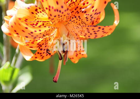 Lilium lancifolium 'Flore Pleno oder mit doppelter Tiger Lily, in der Blume in einen Englischen Garten an einem hellen Sommertag (August), UK Stockfoto