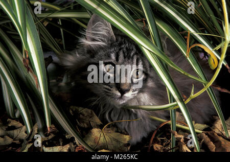 Norwegische Waldkatze, ausblenden Stockfoto