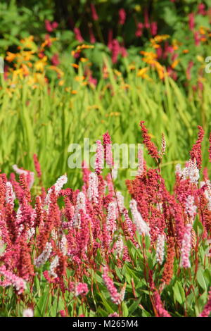 Persicaria affinis 'Darjeeling Red', eine farbenfrohe Bodendecker Stauden, in einem Englischen Garten Grenze im Spätsommer (August), UK. Hauptversammlung Stockfoto