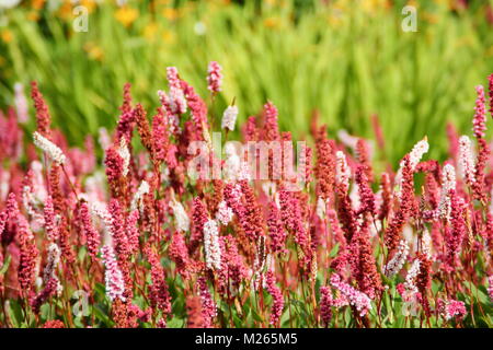 Persicaria affinis 'Darjeeling Red', eine farbenfrohe Bodendecker Stauden, in einem Englischen Garten Grenze im Spätsommer (August), UK. Hauptversammlung Stockfoto