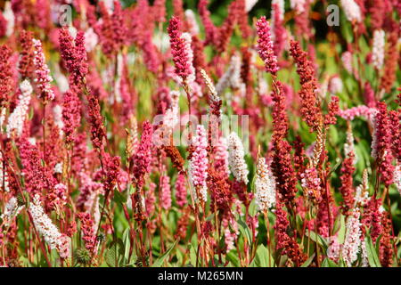 Persicaria affinis 'Darjeeling Red', eine farbenfrohe Bodendecker Stauden, in einem Englischen Garten Grenze im Spätsommer (August), UK. Hauptversammlung Stockfoto