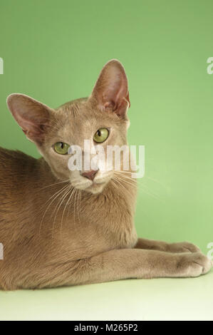 Fawn Orientalisch Kurzhaar Katze, Porträt Stockfoto