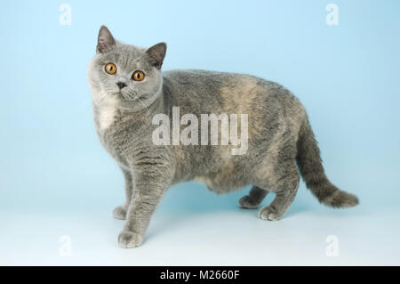 Blau creme Britisch Kurzhaar Katze stehend Stockfoto
