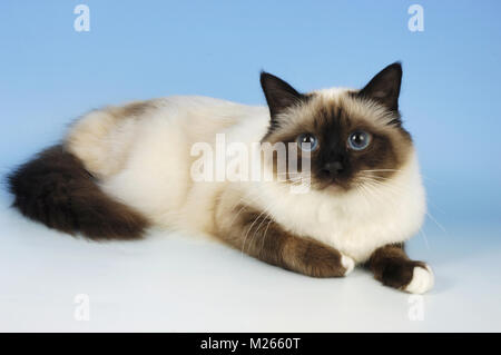 Seal Point Birma Katze liegend auf blauem Hintergrund Stockfoto