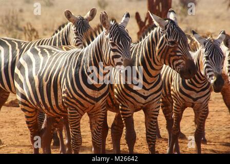Zebra Gruppe in Kenia Safari