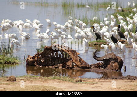 Auf Safari im Tsavo West Nationalpark Stockfoto