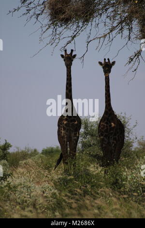 Auf Safari im Tsavo West Nationalpark Stockfoto