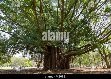 Ficus Baum (Ficus elastischem), aka arvore-da-Borracha, falsa seringueira, Gummi Bild, r. Bush, mit Luftwurzeln im Parque Ibirapuera (Park), Brasilien Stockfoto