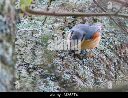 Eurasischen Kleiber (Sitta europaea) Picken an einem Baum im Winter in West Sussex, England, UK. Stockfoto