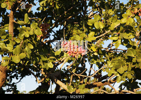 Pistazien wachsen auf dem Baum im August in Pistazie Garten in Velbert. Pistazien auf einem Zweig des Pistazienbaumes. Tageslicht. Close-up. Stockfoto