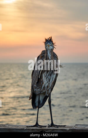 Great Blue Heron mit rüschen Federn, gerade mit Blick auf die Kamera Stockfoto