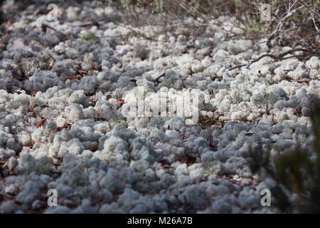 Rotwild Moss in Gulf State Park, Alabama Stockfoto