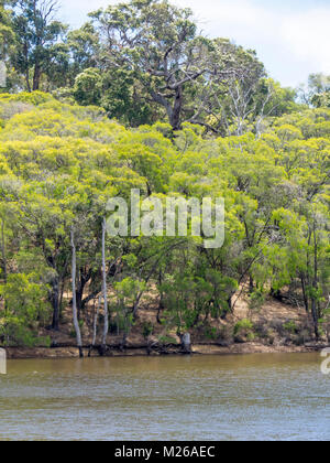 Einem eukalyptuswald am Ufer eines kleinen Sees in Margaret River, WA, Australien. Stockfoto