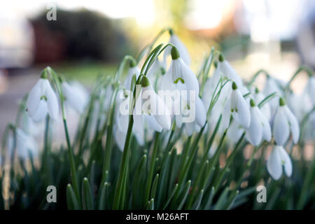 Winter blühende Schneeglöckchen im Garten in Kent, Großbritannien Stockfoto