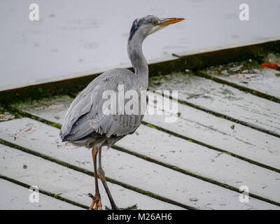 Ein Graureiher (Ardea cinerea), stand auf einem Holzsteg beim Fischen in einem Teich im Daisy Nook in Manchester. Stockfoto