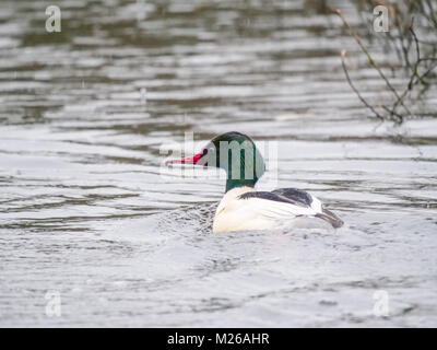 Ein männlicher Gänsesäger (Mergus Merganser) Schwimmen auf Kriminalität See bei Daisy Nook Country Park im Regen. Stockfoto