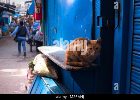 Katze in der Gasse. Huancayo, Peru. Stockfoto