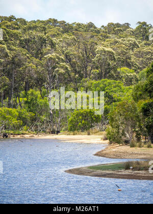 Einem eukalyptuswald am Ufer eines kleinen Sees in Margaret River, WA, Australien. Stockfoto