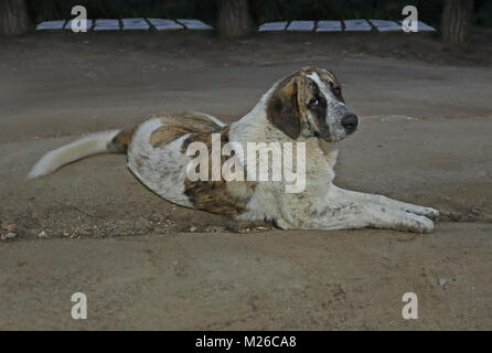 Spanische Mastiff männlichen ruht auf Feldweg Jaen, Spanien Januar Stockfoto