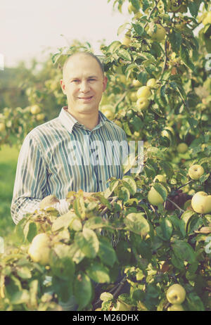 Im mittleren Alter Mann in der Nähe von Äpfeln Bäume im Garten Stockfoto