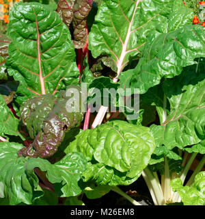 Zuckerrüben mit frischem Laub im Garten. Stockfoto