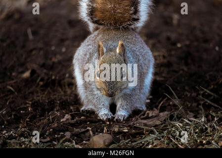 In der Nähe einer gemeinsamen östlichen grauen Eichhörnchen füttern auf dem Waldboden. Stockfoto