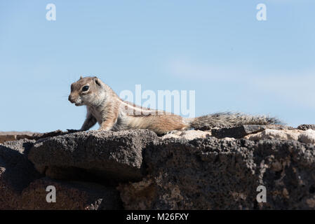 Ansicht auf einem erdhörnchen mit unscharfen Hintergrund Stockfoto