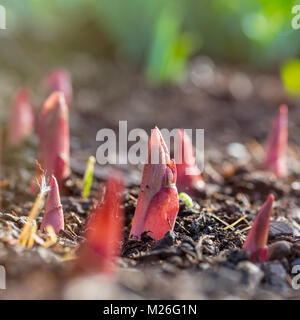 Pfingstrose Sprößlinge, die durch die Erde von einem Frühling Staudenbeet. Stockfoto