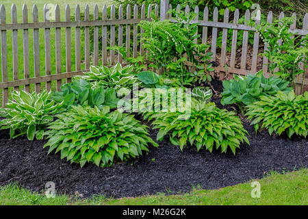 Salomos Siegel und Hosta Pflanzen in einem Haus Schatten Garten. Stockfoto