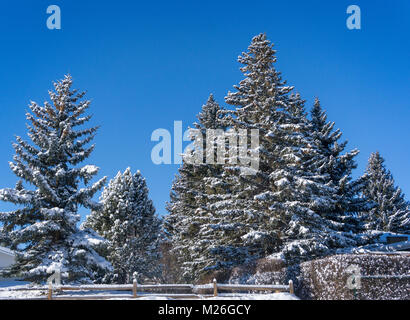 Evergreens Calgary AB Stockfoto