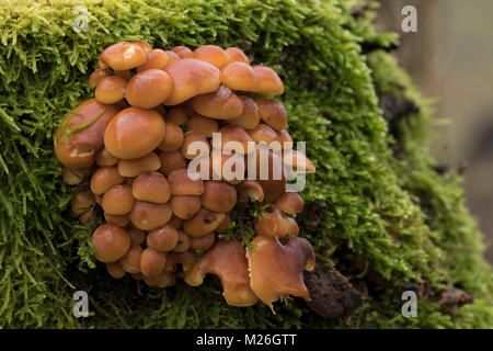 Velvet Schaft (Flammulina velutipes var. velutipes), Physalacriaceae Stockfoto