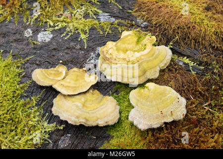 Haarige Halterung (Trametes hirsuta), (Polyporaceae), Stockfoto