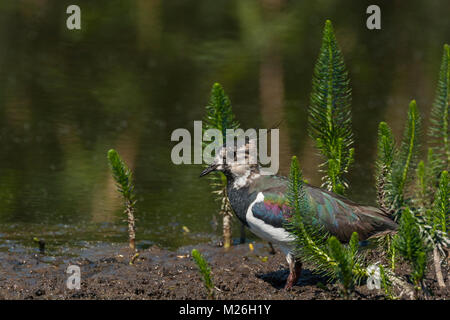 Kiebitz (Vanellus vanellus) und Gemeinsame Mare - Schwanz (Hippuris vulgaris) Stockfoto