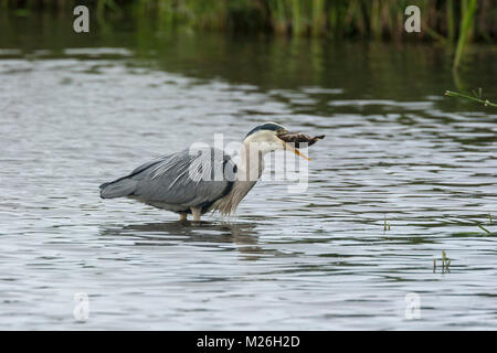 Graureiher (Ardea cinerea) isst Entlein von Schnatterente (Anas strepera) Stockfoto