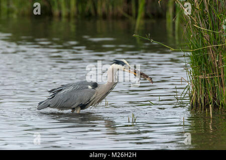 Graureiher (Ardea cinerea) isst Entlein von Schnatterente (Anas strepera) Stockfoto