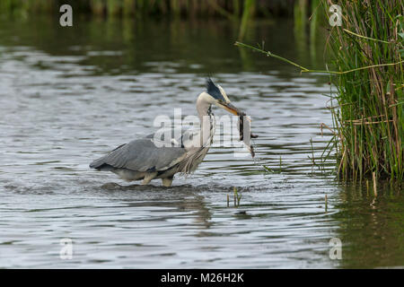 Graureiher (Ardea cinerea) isst Entlein von Schnatterente (Anas strepera) Stockfoto