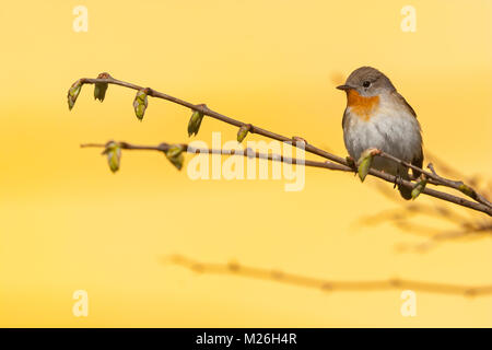 Red-breasted Schopftyrann männlich (Ficedula parva) Stockfoto