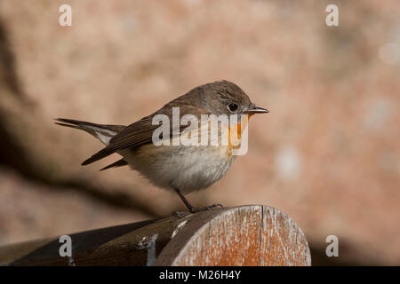 Red-breasted Schopftyrann männlich (Ficedula parva) Stockfoto