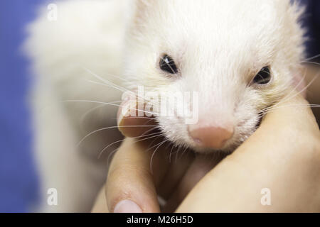 Profil Portrait eines Frettchens. Tierarzt erhält in den Körper. Stockfoto