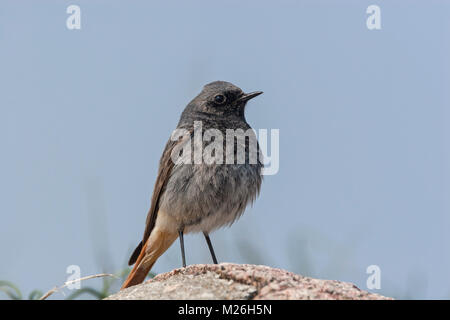 Black Redstart (Phoenicurus ochruros männliche,), Stockfoto