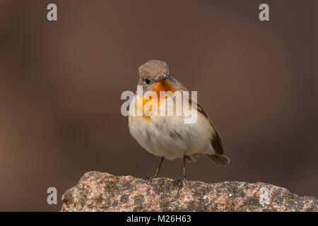 Red-breasted Schopftyrann männlich (Ficedula parva) Stockfoto