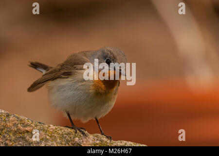 Red-breasted Schopftyrann männlich (Ficedula parva) Stockfoto