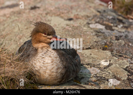 Mittelsägers Merganser weiblich (Mergus serrator) Stockfoto