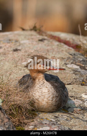 Mittelsägers Merganser weiblich (Mergus serrator) Stockfoto