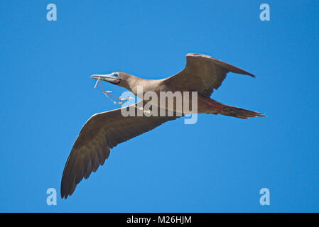 Eine rote footed Booby (sula Sula) im Flug mit Nistmaterial im Schnabel. Galapagos Inseln, Juni 2017 Stockfoto