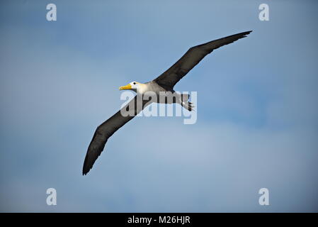 (Phoebastria irrorata winkte Albatross) im Flug - Espanola Island, Galapagos Stockfoto