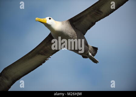 (Phoebastria irrorata winkte Albatross) im Flug - Espanola Island, Galapagos Stockfoto