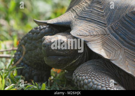 Riesenschildkröte komplex (Chelonoidis nigra) - Santa Cruz Island, Galapagos Stockfoto