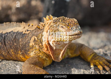 Santa-fe Land iguana (c. pallidus) - in der Sonne auf Santa Fe, Galapagos, Juni 18/2017 Stockfoto