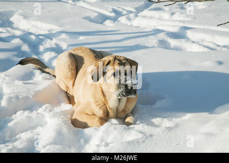 Spanische Mastiff in snowdrift Winter Tag kalt Stockfoto
